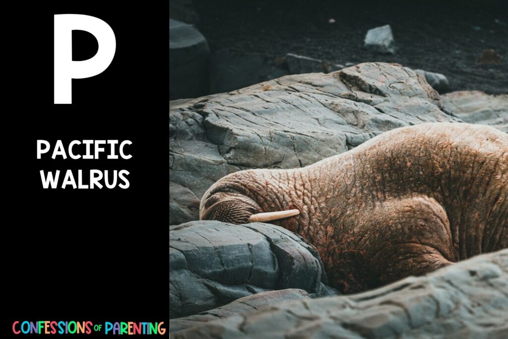 in post image with black background, bold white letter P, name of an animal that starts with P, and an image of a pacific walrus