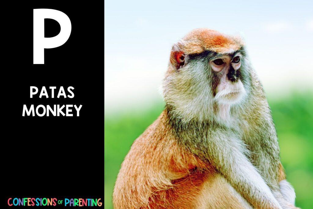 in post image with black background, bold white letter P, name of an animal that starts with P, and an image of a patas monkey