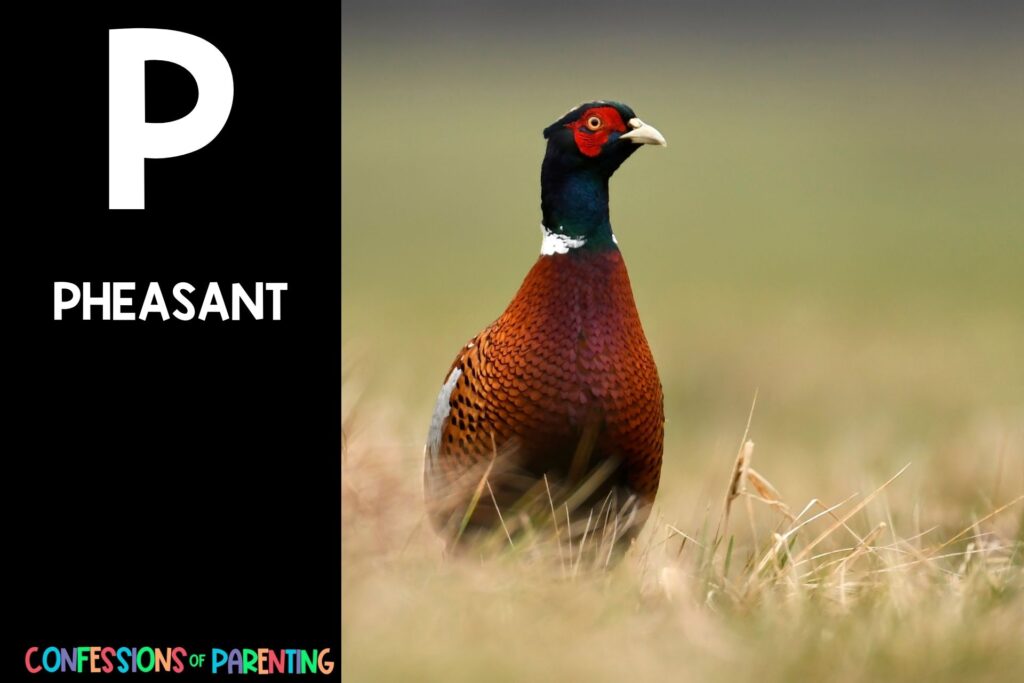 in post image with black background, bold white letter P, name of an animal that starts with P, and an image of a pheasant