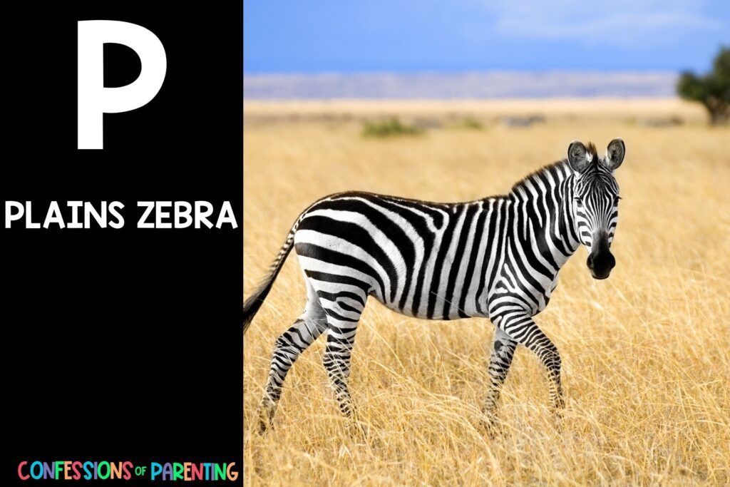 in post image with black background, bold white letter P, name of an animal that starts with P, and an image of a plains zebra