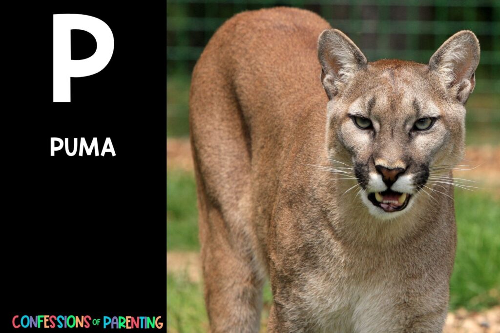 in post image with black background, bold white letter P, name of an animal that starts with P, and an image of a puma