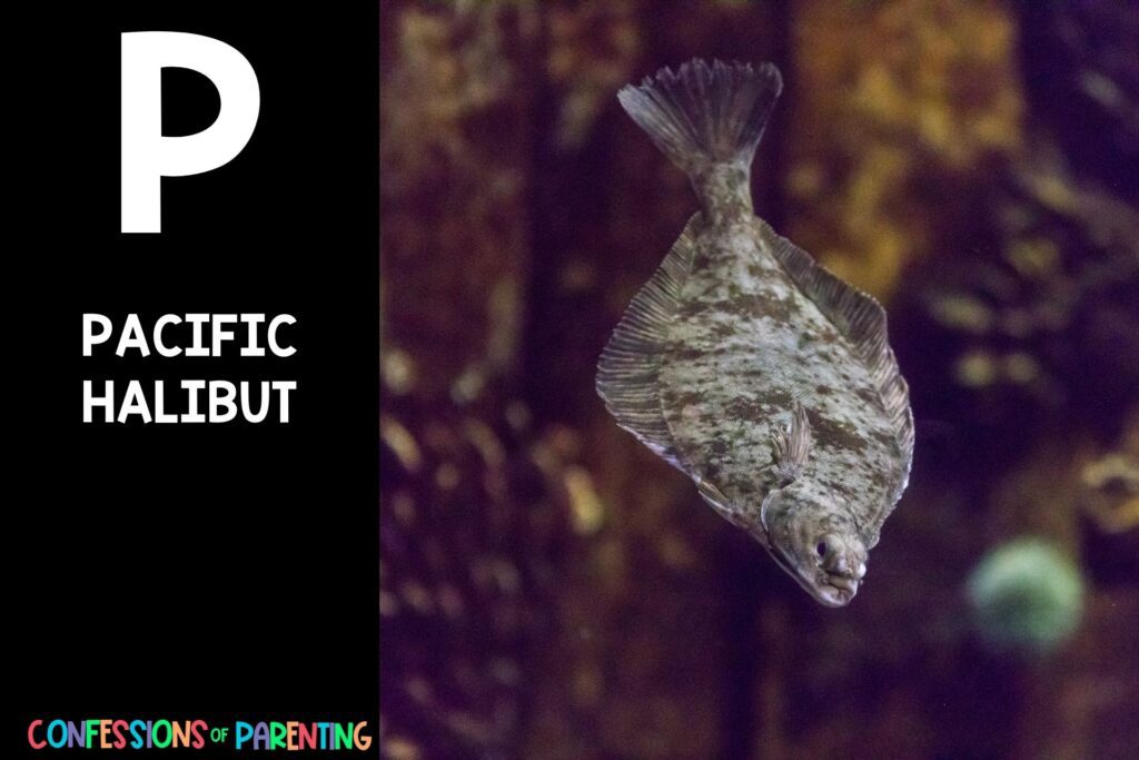 in post image with black background, bold white letter P, name of an animal that starts with P, and an image of a pacific halibut