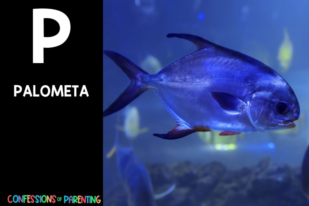in post image with black background, bold white letter P, name of an animal that starts with P, and an image of a palometa