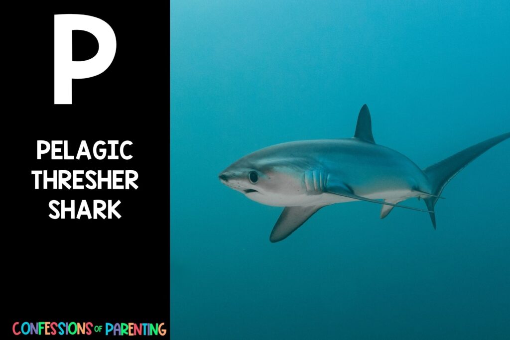 in post image with black background, bold white letter P, name of an animal that starts with P, and an image of a pelagic thresher shark