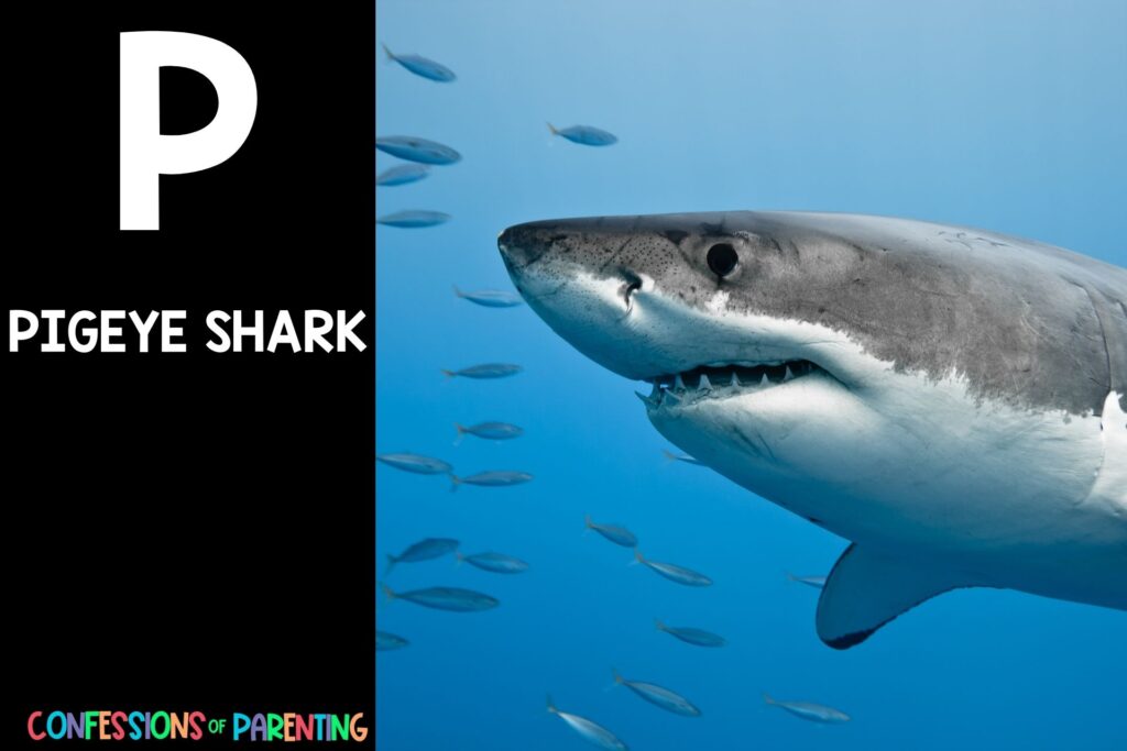 in post image with black background, bold white letter P, name of an animal that starts with P, and an image of a pigeye shark