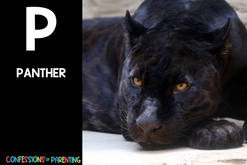 in post image with black background, bold white letter P, name of an animal that starts with P, and an image of a panther