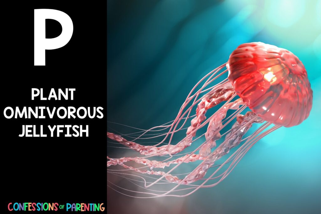 in post image with black background, bold white letter P, name of an animal that starts with P, and an image of a plant omnivorous jellyfish