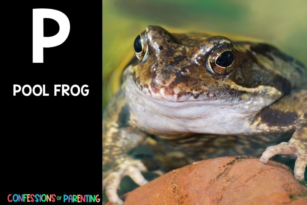 in post image with black background, bold white letter P, name of an animal that starts with P, and an image of a pool frog