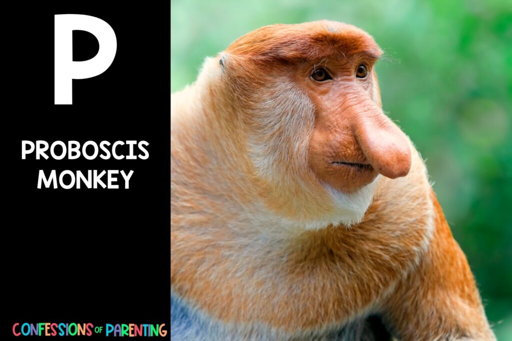 in post image with black background, bold white letter P, name of an animal that starts with P, and an image of a proboscis monkey