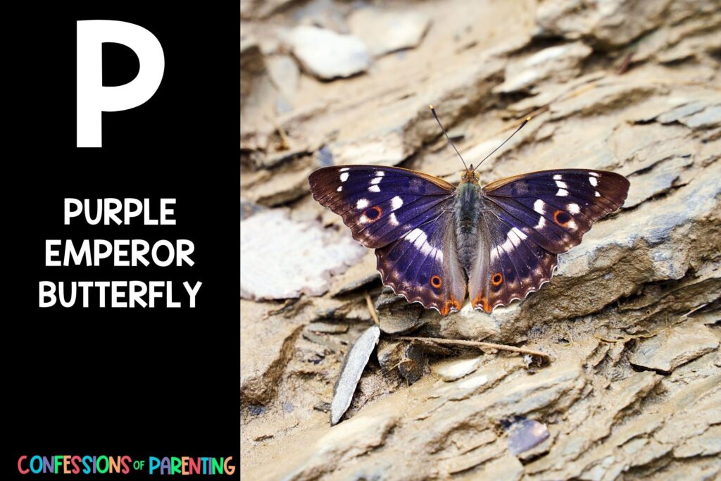 in post image with black background, bold white letter P, name of an animal that starts with P, and an image of a purple emperor butterfly