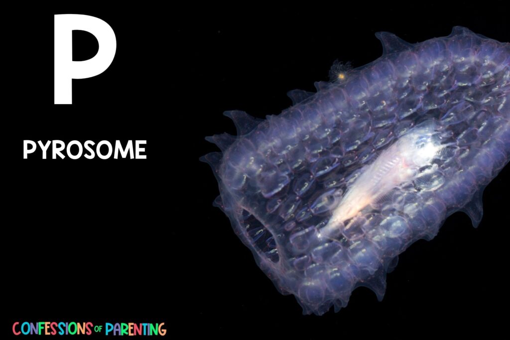 in post image with black background, bold white letter P, name of an animal that starts with P, and an image of a pyrosome