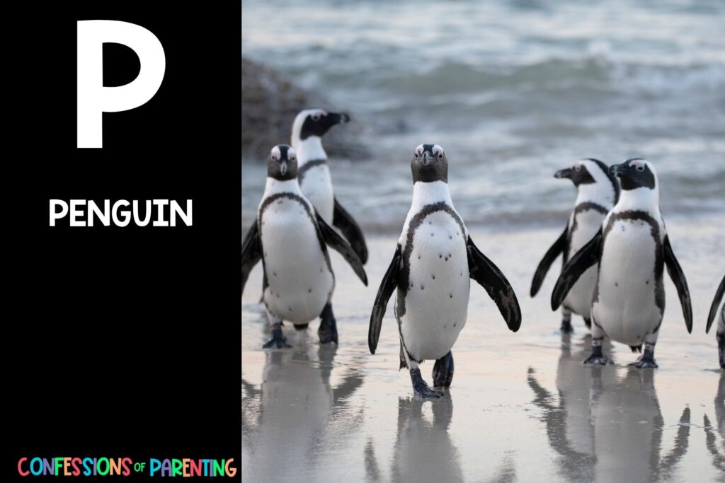 in post image with black background, bold white letter P, name of an animal that starts with P, and an image of a penguin