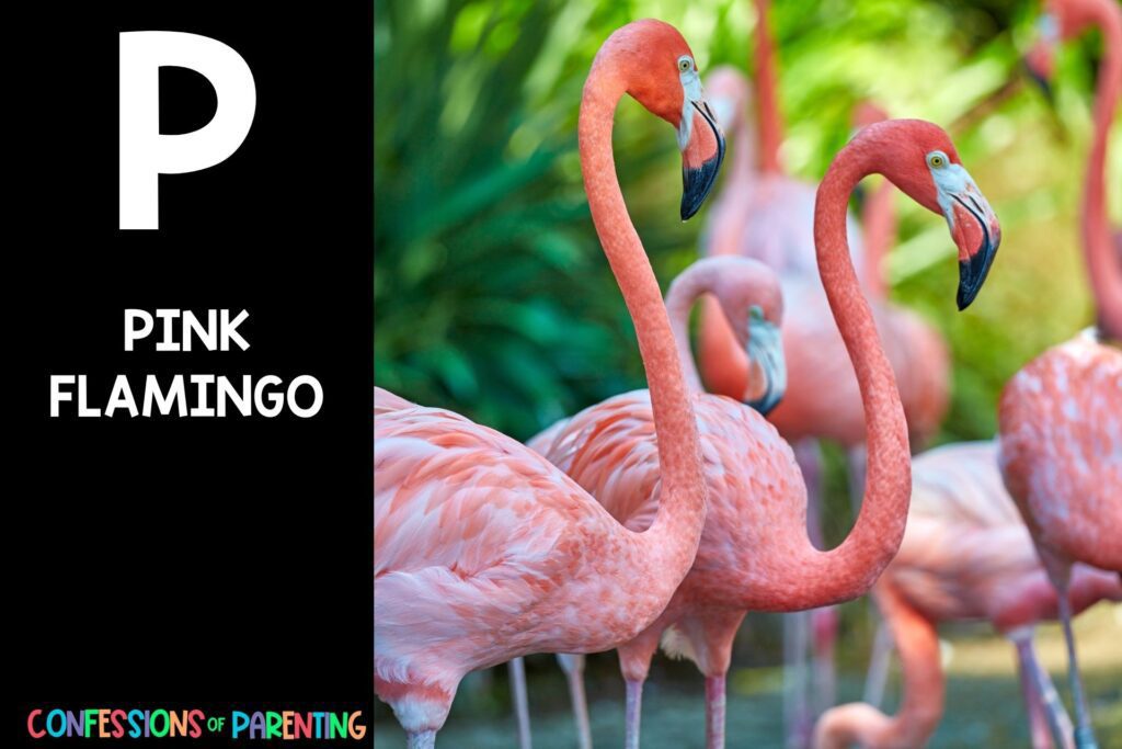in post image with black background, bold white letter P, name of an animal that starts with P, and an image of a pink flamingo