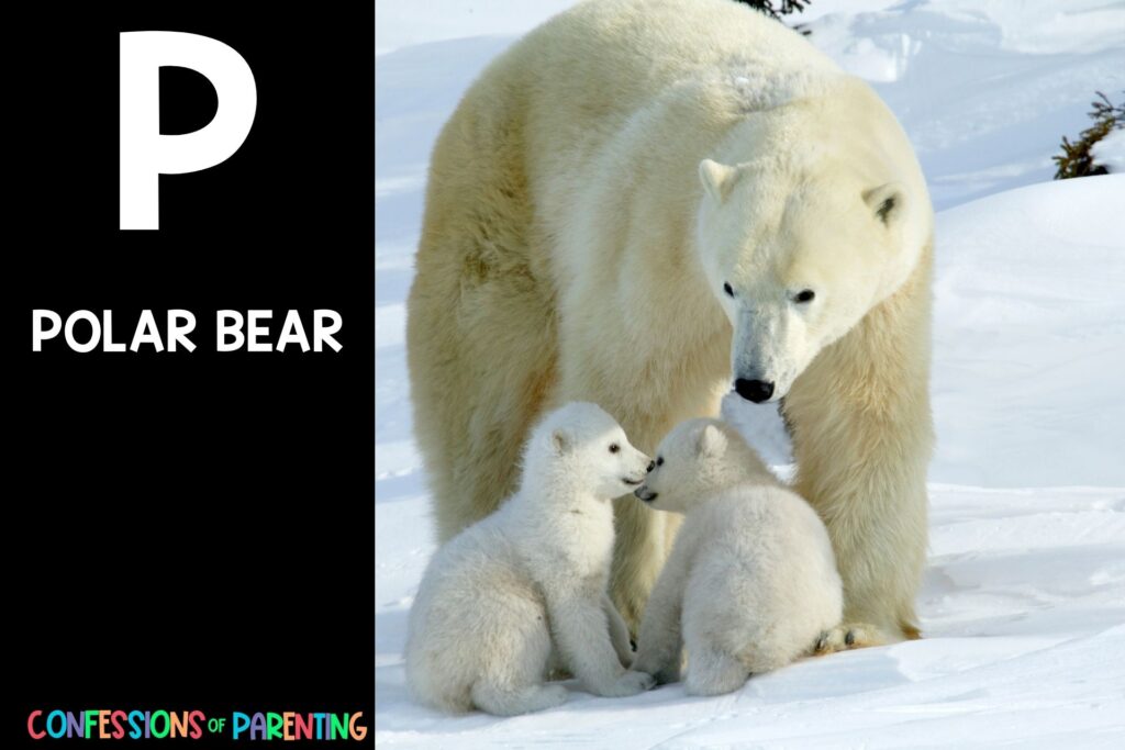 in post image with black background, bold white letter P, name of an animal that starts with P, and an image of a polar bear