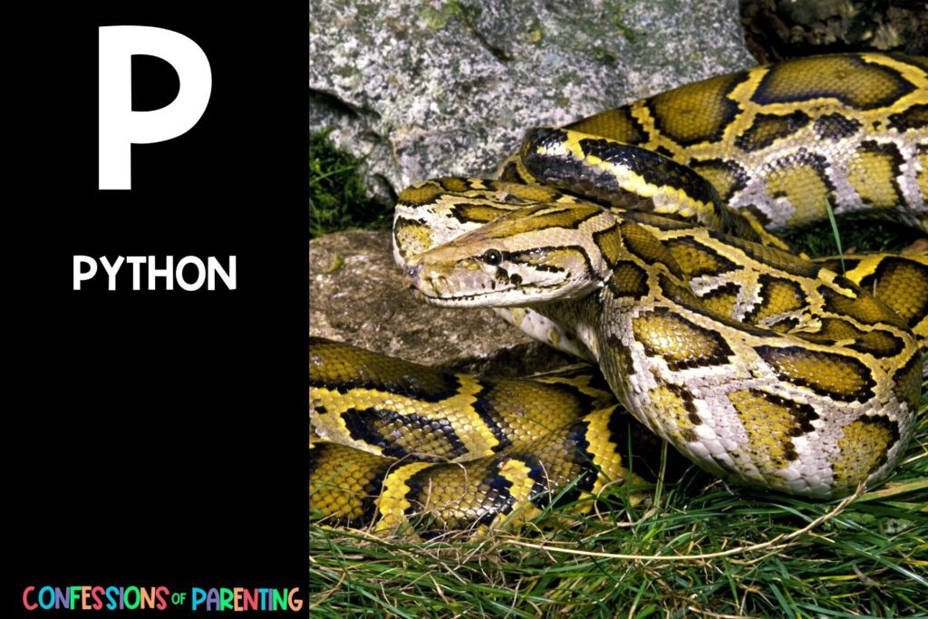 in post image with black background, bold white letter P, name of an animal that starts with P, and an image of a python