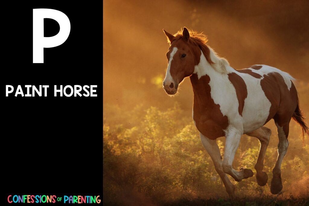 in post image with black background, bold white letter P, name of an animal that starts with P, and an image of a paint horse