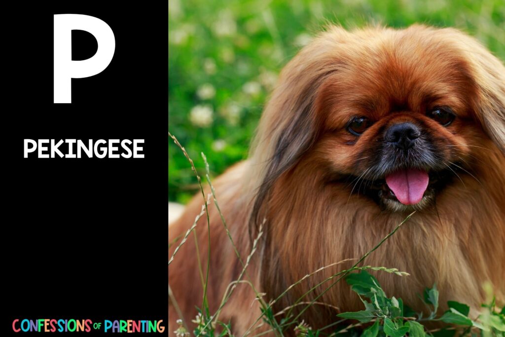 in post image with black background, bold white letter P, name of an animal that starts with P, and an image of a pekingese