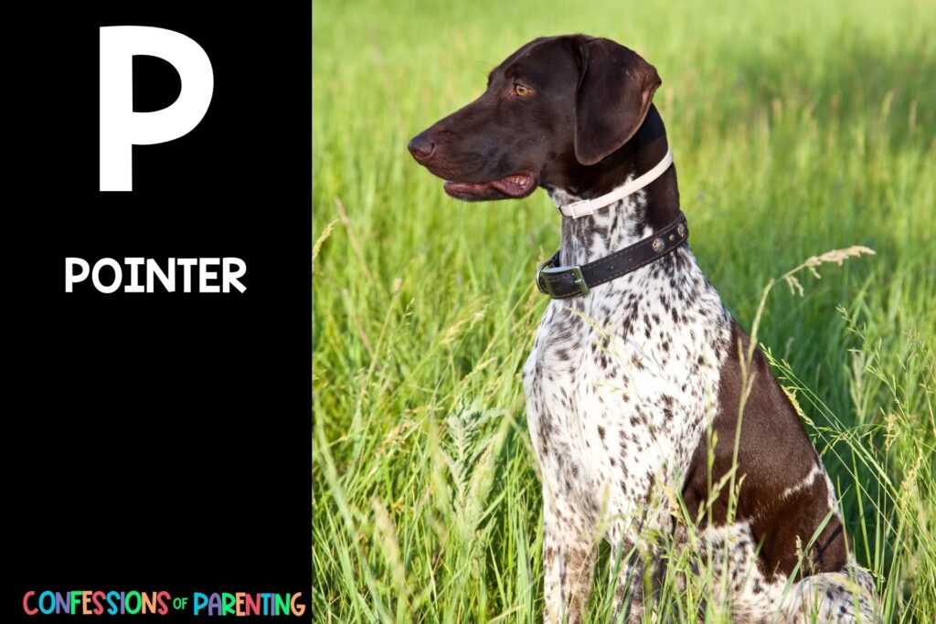 in post image with black background, bold white letter P, name of an animal that starts with P, and an image of a pointer