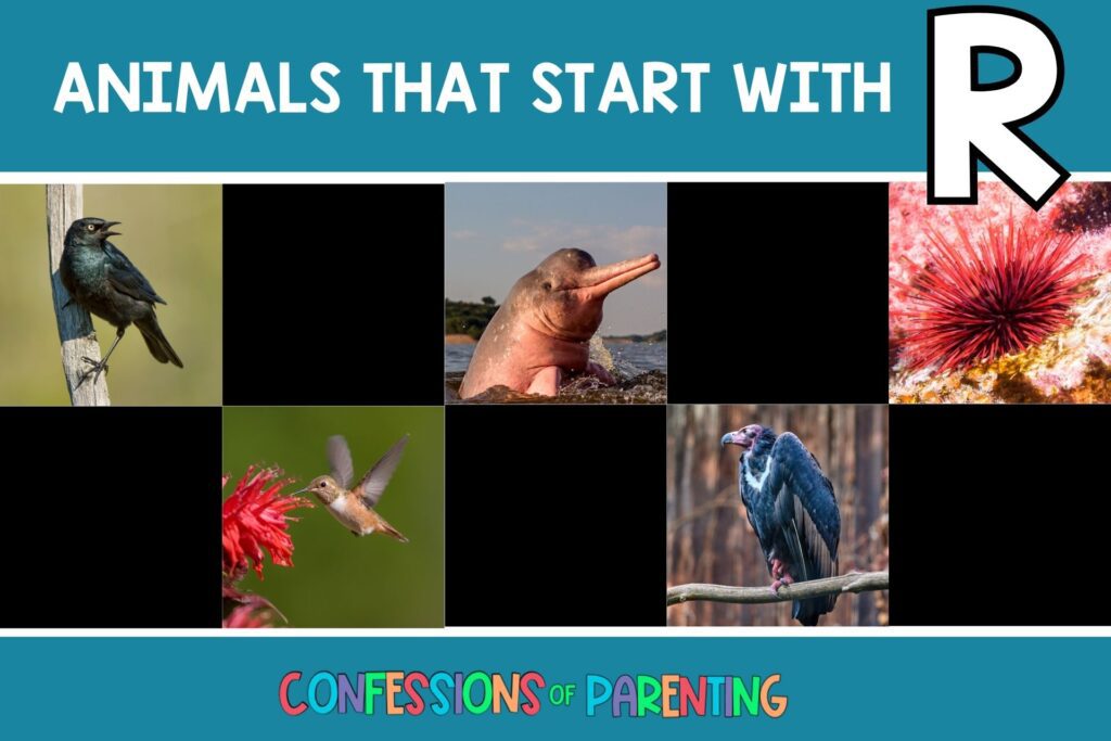 featured image with teal background, bold white title that says "Animals That Start With R" and images of animals that start with R