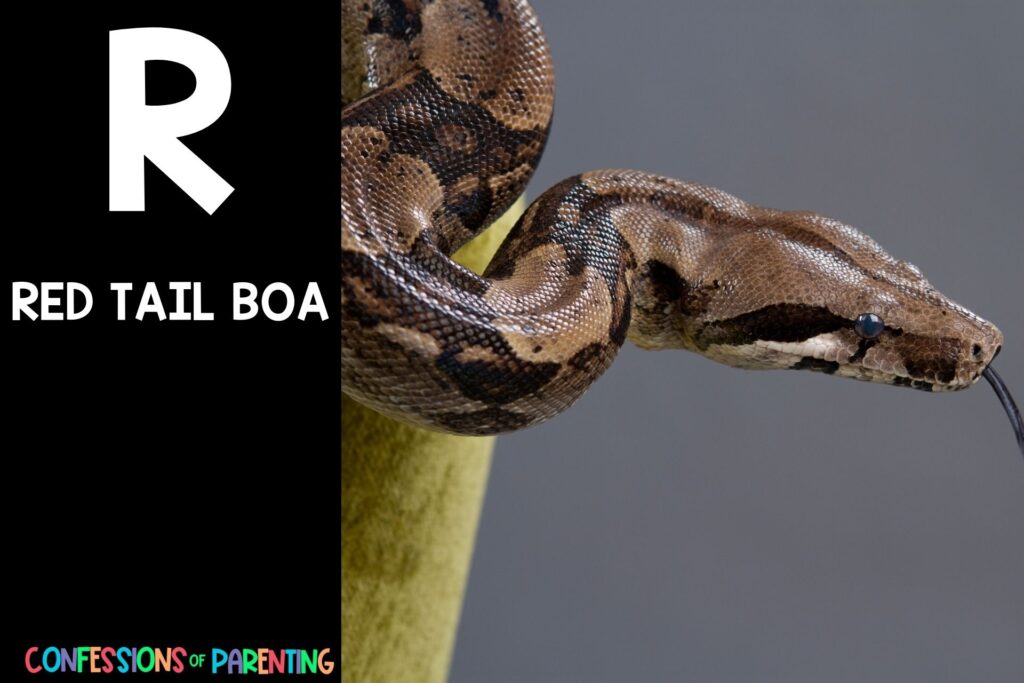 in post image with black background, bold letter R, name of an animal that starts with R, and an image of a red tail boa