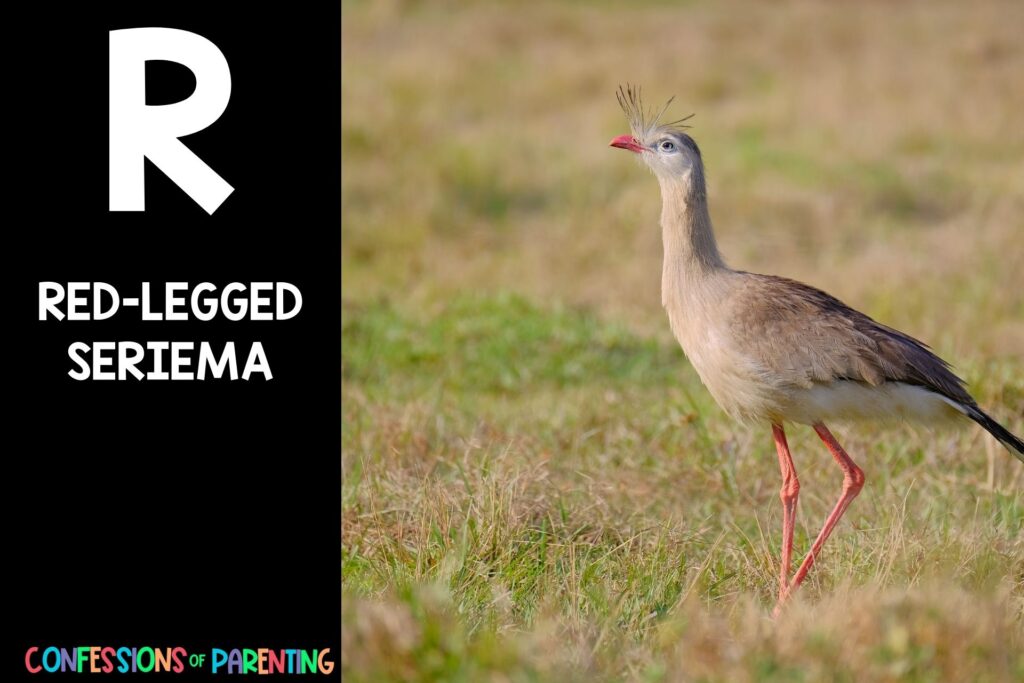 in post image with black background, bold letter R, name of an animal that starts with R, and an image of a red-legged seriema