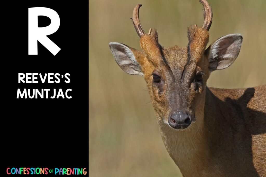 in post image with black background, bold letter R, name of an animal that starts with R, and an image of a reeve's muntjac