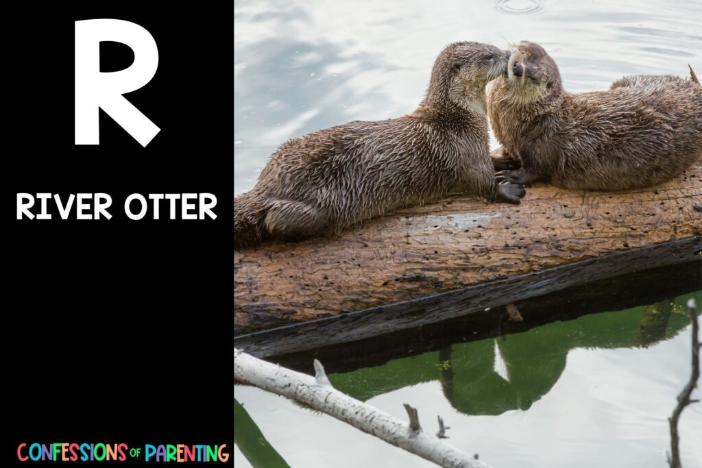 in post image with black background, bold letter R, name of an animal that starts with R, and an image of a river otter