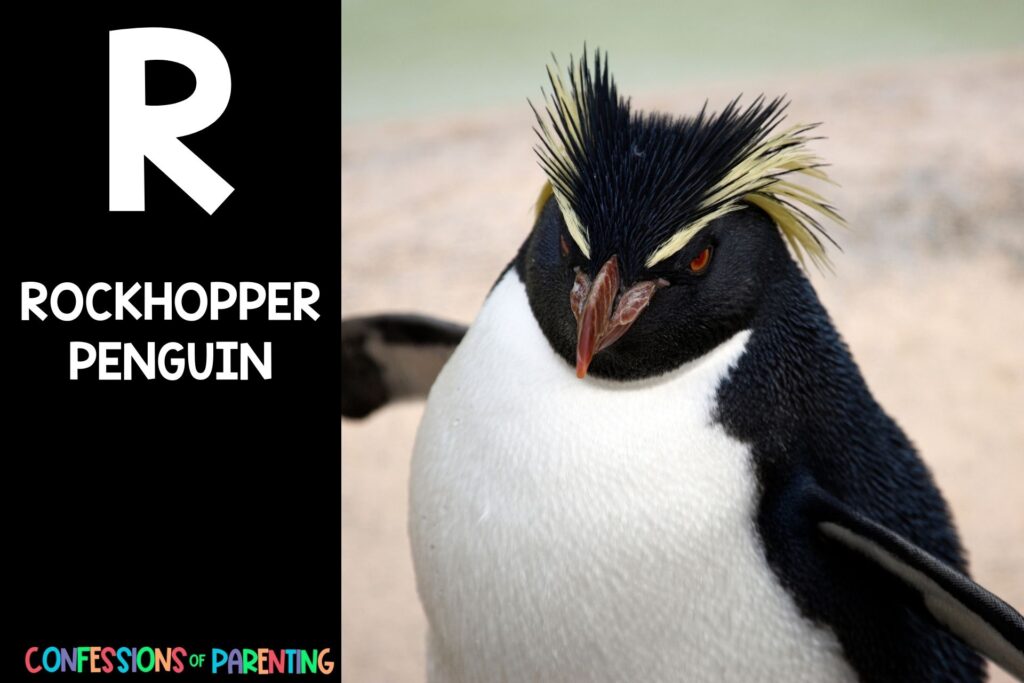 in post image with black background, bold letter R, name of an animal that starts with R, and an image of a rockhopper penguin