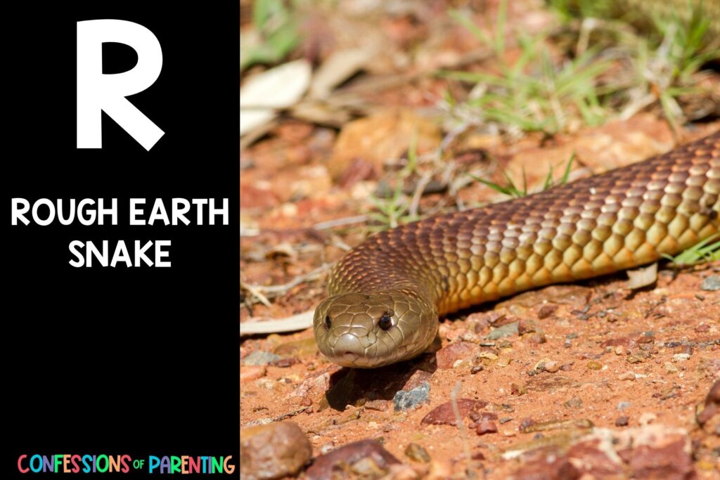 in post image with black background, bold letter R, name of an animal that starts with R, and an image of a rough earth snake