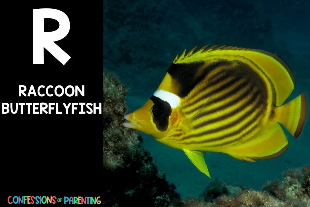 in post image with black background, bold letter R, name of an animal that starts with R, and an image of a raccoon butterflyfish