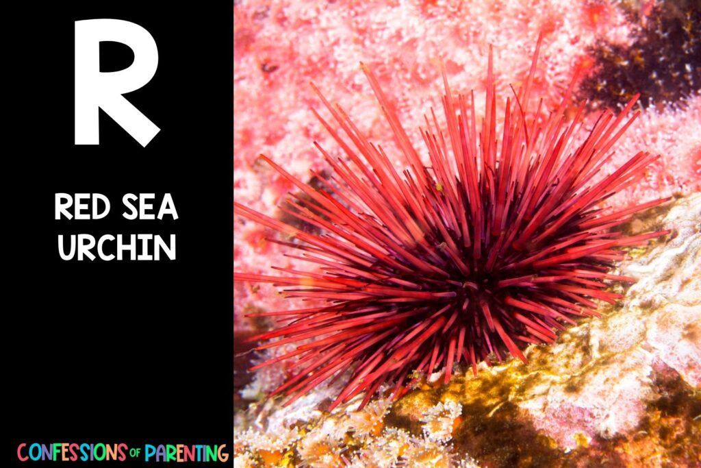 in post image with black background, bold letter R, name of an animal that starts with R, and an image of a red sea urchin