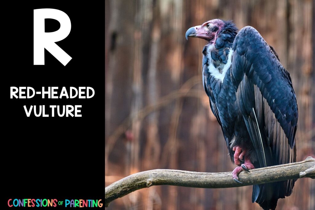 in post image with black background, bold letter R, name of an animal that starts with R, and an image of a red-headed vulture