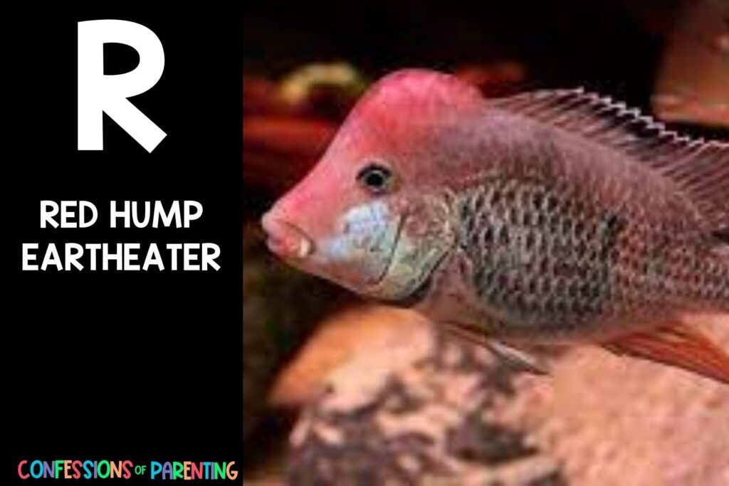 in post image with black background, bold letter R, name of an animal that starts with R, and an image of a red hump eartheater