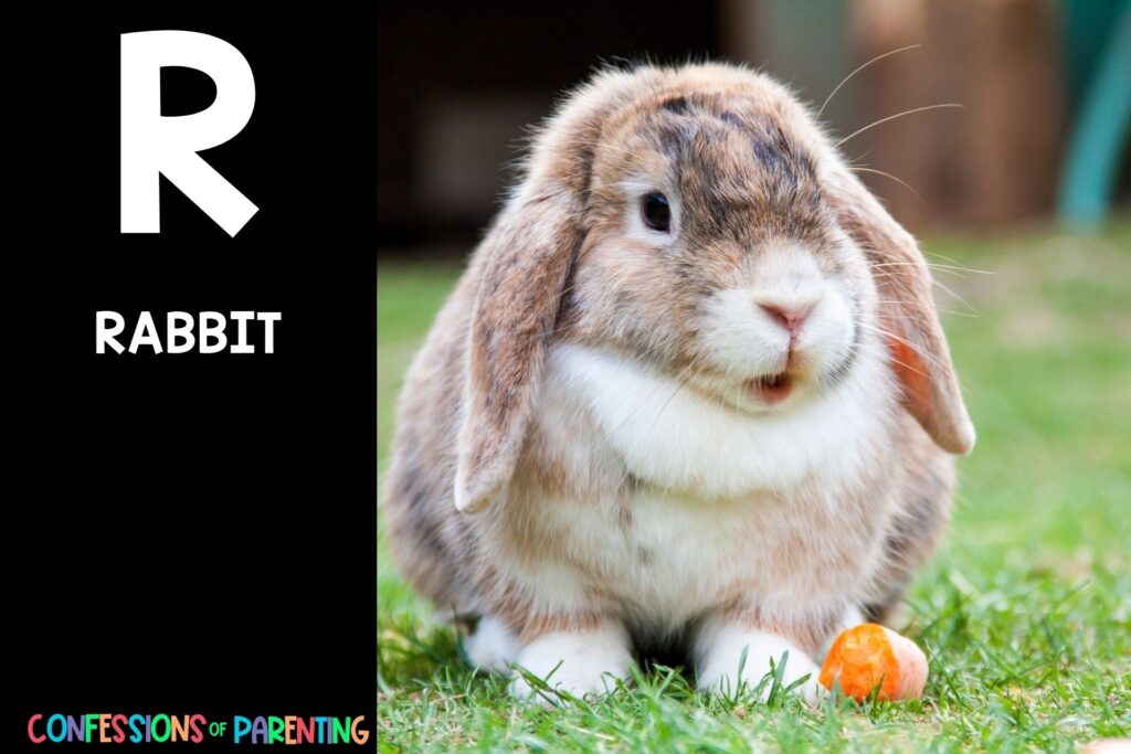 in post image with black background, bold letter R, name of an animal that starts with R, and an image of a rabbit