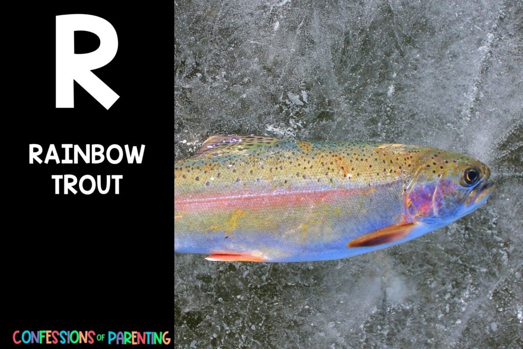 in post image with black background, bold letter R, name of an animal that starts with R, and an image of a rainbow trout