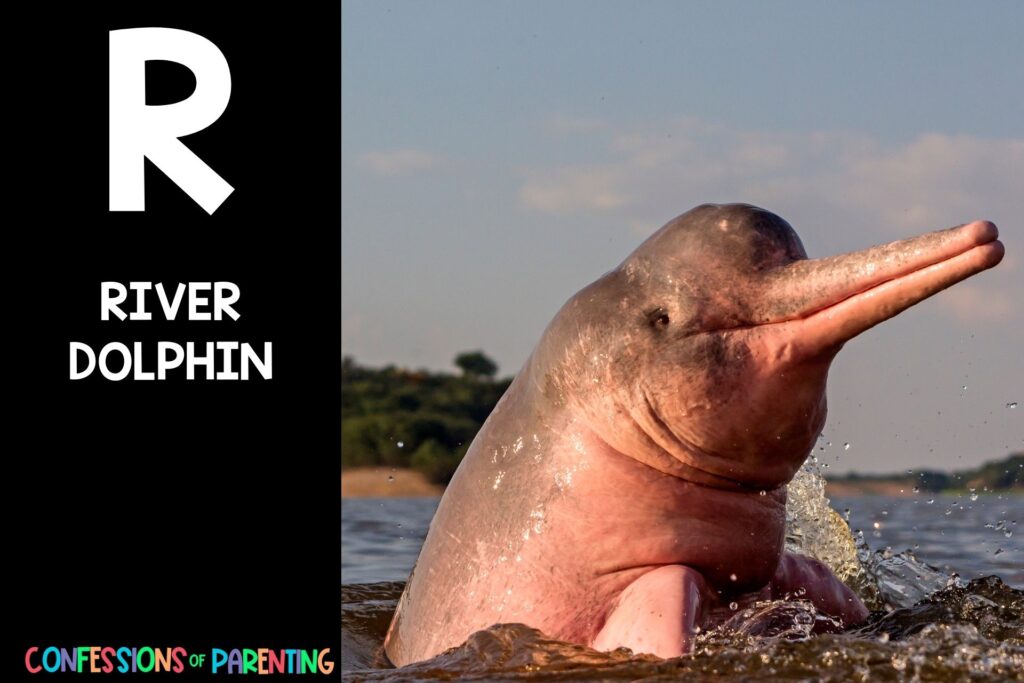 in post image with black background, bold letter R, name of an animal that starts with R, and an image of a river dolphin