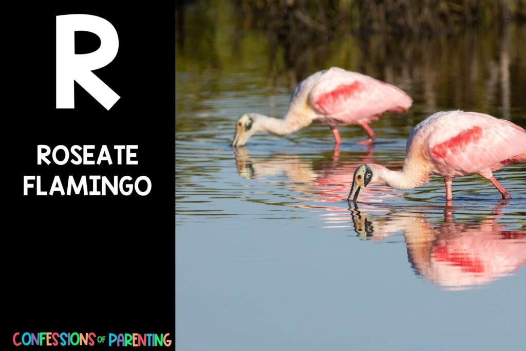 in post image with black background, bold letter R, name of an animal that starts with R, and an image of a roseate flamingo