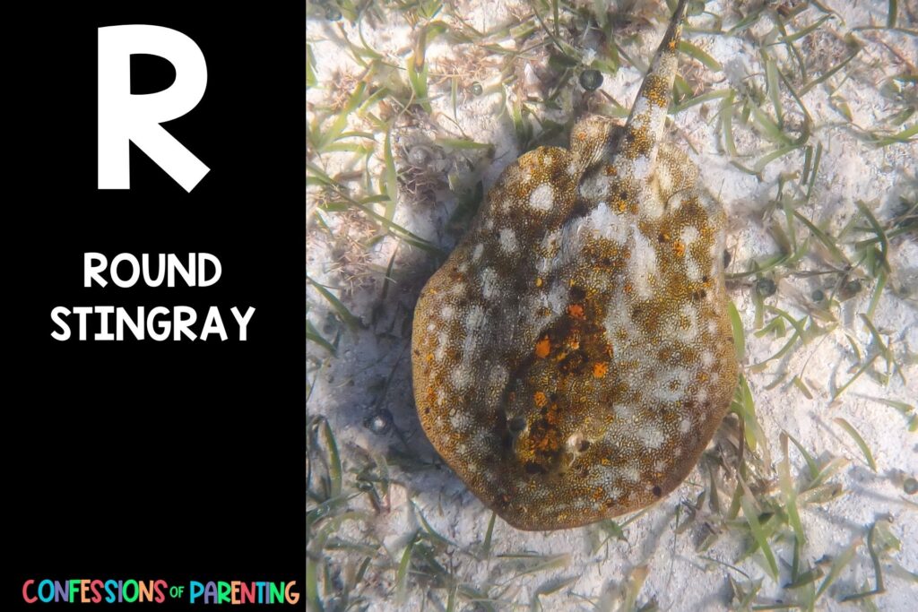 in post image with black background, bold letter R, name of an animal that starts with R, and an image of a round stingray