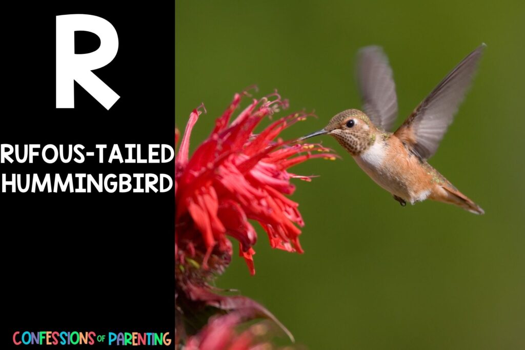 in post image with black background, bold letter R, name of an animal that starts with R, and an image of a rufous-tailed hummingbird