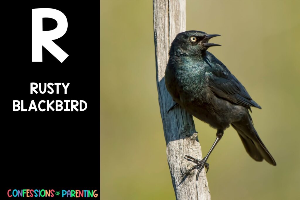 in post image with black background, bold letter R, name of an animal that starts with R, and an image of a rusty blackbird