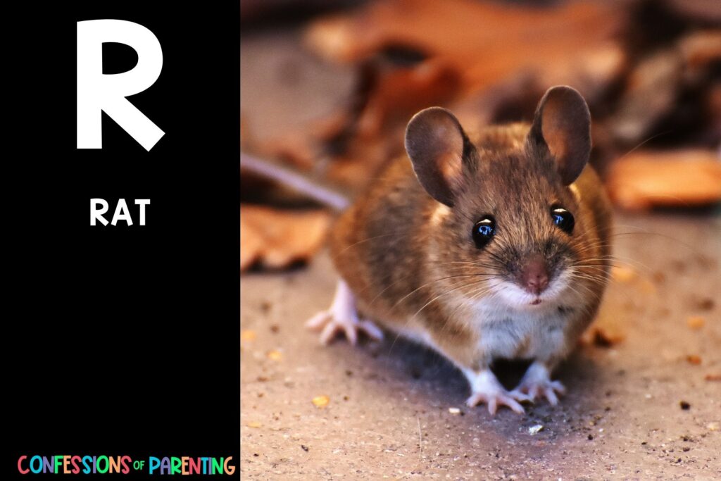 in post image with black background, bold letter R, name of an animal that starts with R, and an image of a rat