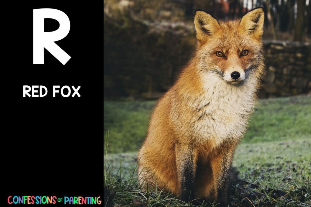 in post image with black background, bold letter R, name of an animal that starts with R, and an image of a red fox