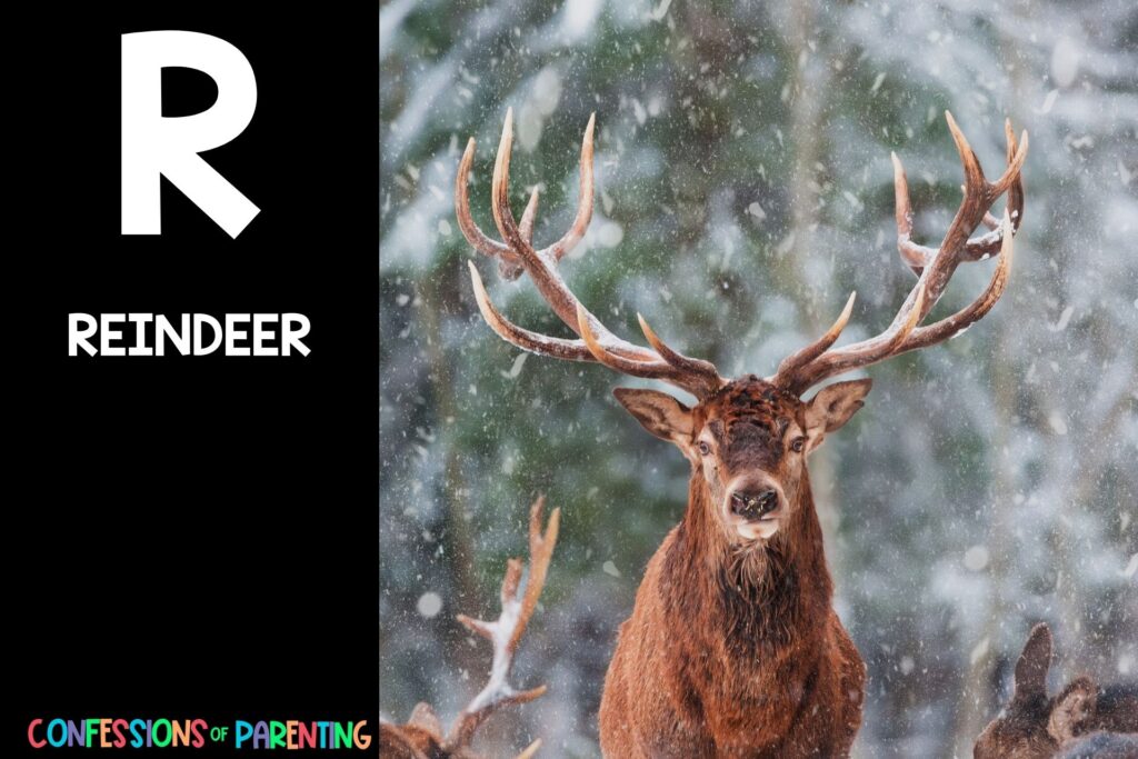 in post image with black background, bold letter R, name of an animal that starts with R, and an image of a reindeer