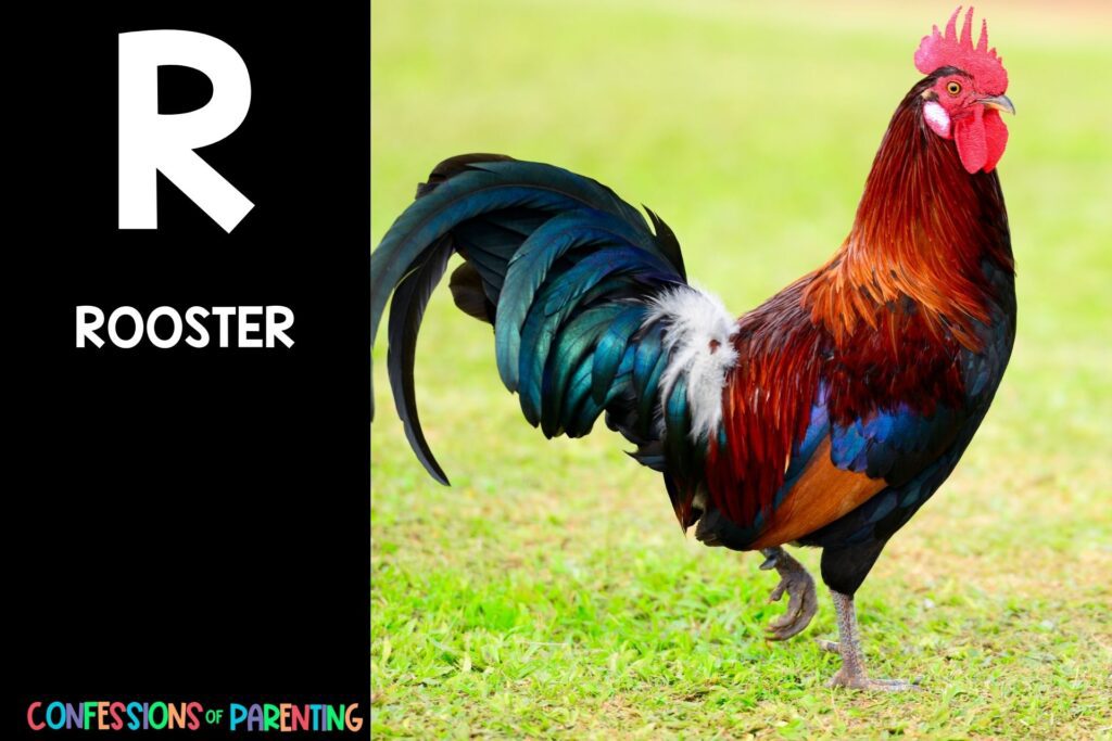 in post image with black background, bold letter R, name of an animal that starts with R, and an image of a rooster