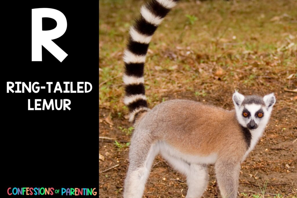 in post image with black background, bold letter R, name of an animal that starts with R, and an image of a ring-tailed lemur