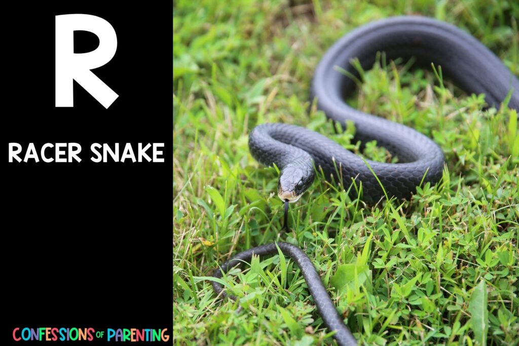 in post image with black background, bold letter R, name of an animal that starts with R, and an image of a racer snake