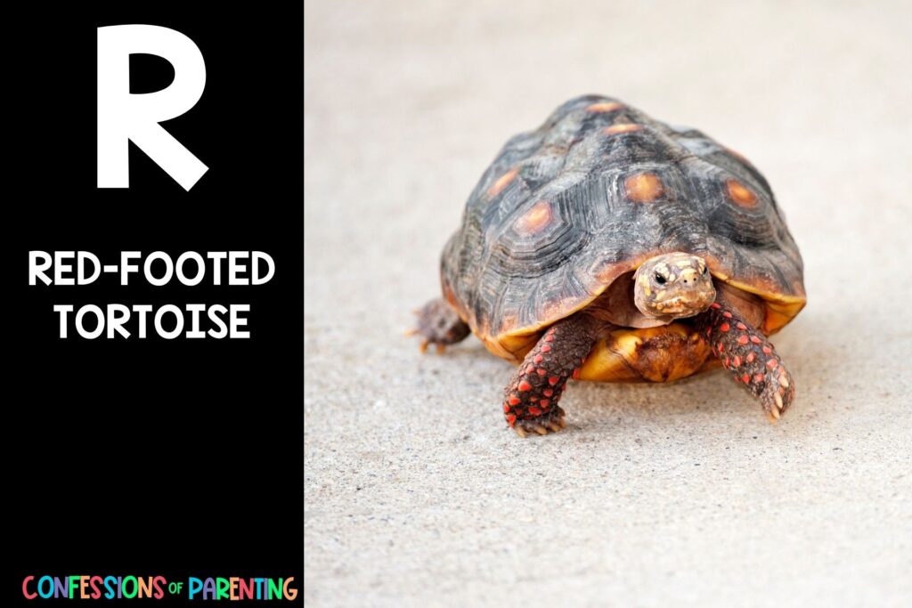 in post image with black background, bold letter R, name of an animal that starts with R, and an image of a red-footed tortoise