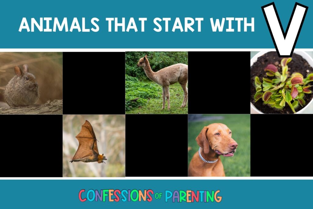 featured image with teal background, bold white title that says "Animals That Start With V" and images of animals that start with V