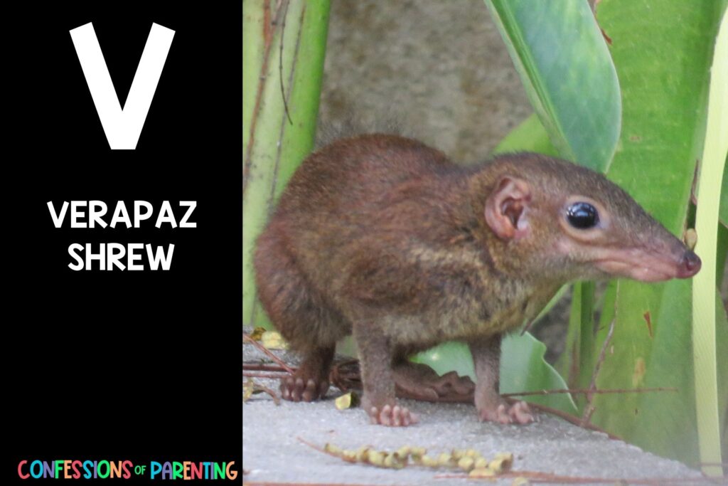 in post image with black background, bold letter V, name of an animal that starts with V and an image of a verapaz shrew