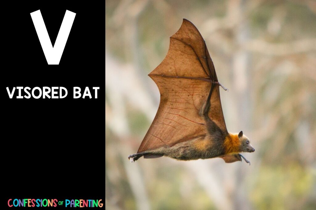 in post image with black background, bold letter V, name of an animal that starts with V and an image of a visored bat
